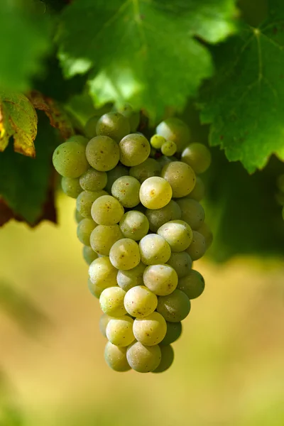 Amadurecendo uvas brancas chardonnay — Fotografia de Stock