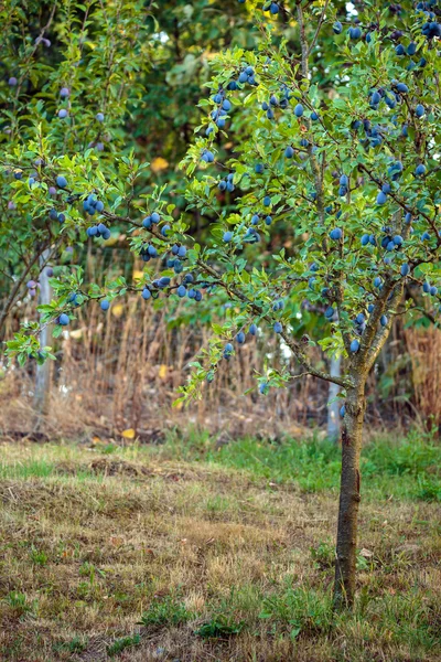 Pflaumenbaum in einem Obstgarten — Stockfoto