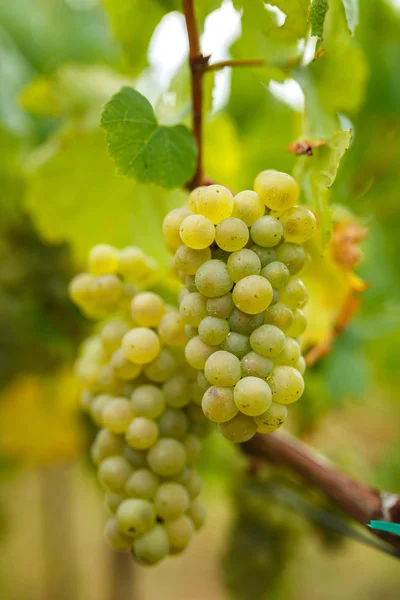 Amadurecendo uvas brancas chardonnay — Fotografia de Stock