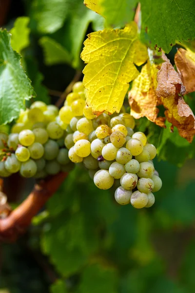Uvas blancas chardonnay maduración — Foto de Stock