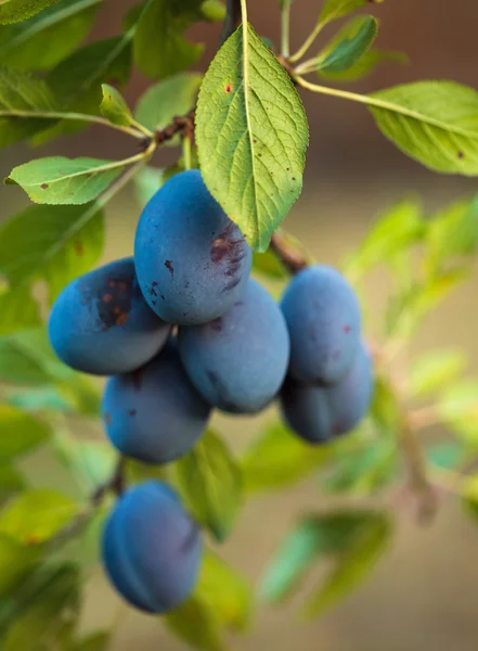 Prunes bleues mûres — Photo