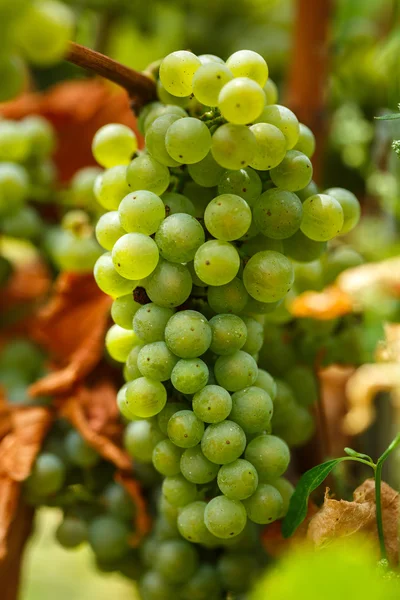 Chardonnay fehér szőlő érési — Stock Fotó