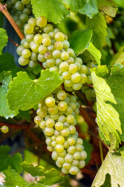 Chardonnay fehér szőlő érési — Stock Fotó