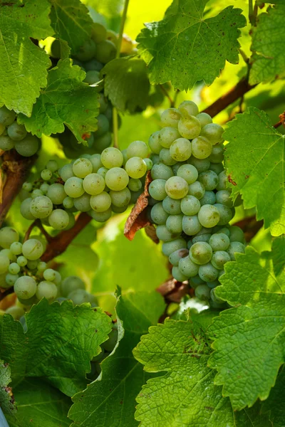 Amadurecendo uvas brancas chardonnay — Fotografia de Stock