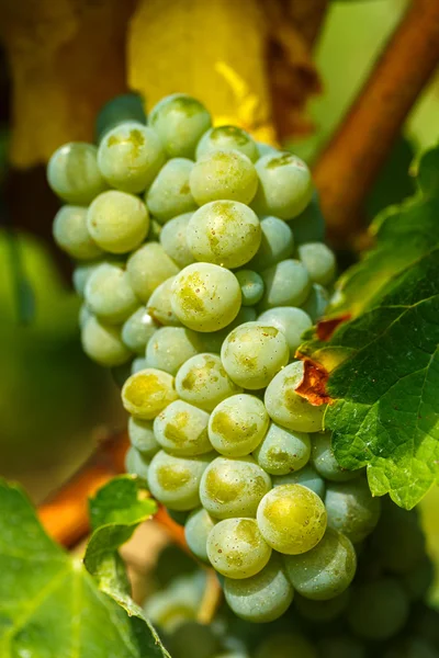 Uvas blancas chardonnay maduración — Foto de Stock