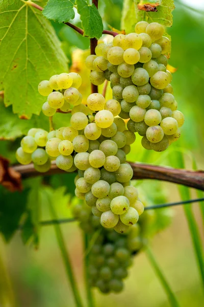 Дозрівання кардоне білого винограду Ліцензійні Стокові Зображення