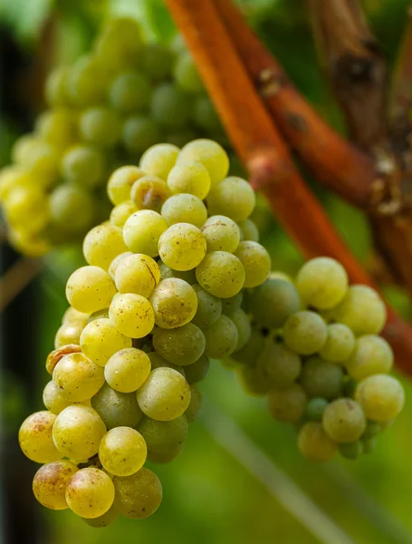 Rijpen chardonnay witte druiven Stockfoto