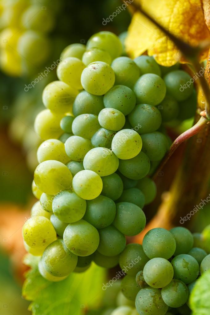 Ripening chardonnay white grapes — Stock Photo © Xalanx 120922128