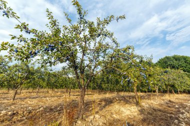 Ağaçlar mavi Erik tam