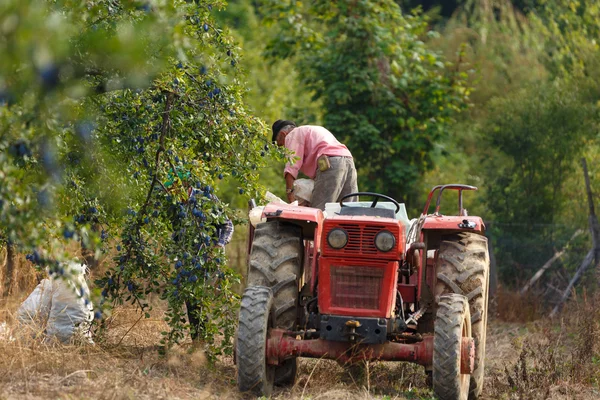 Agricoltore su trattore con rimorchio — Foto Stock
