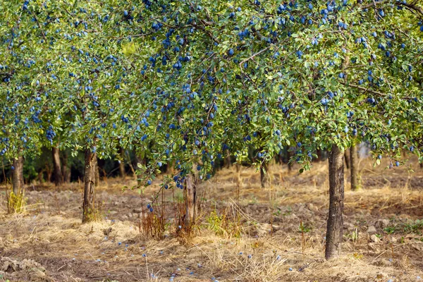 Δέντρα γεμάτο μπλε δαμάσκηνα — Φωτογραφία Αρχείου