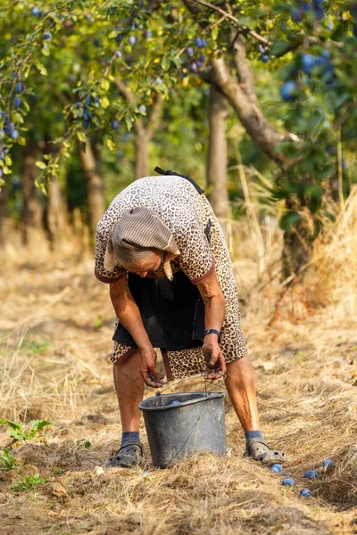 Farmář žena sklizeň švestek — Stock fotografie