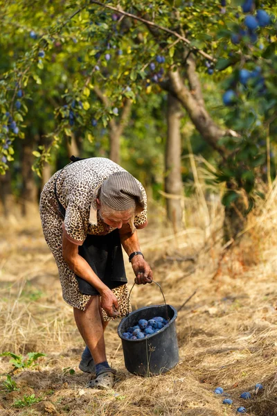 Agricultor mulher colheita ameixas — Fotografia de Stock