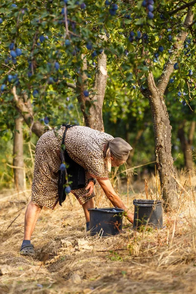 Farmář žena sklizeň švestek — Stock fotografie