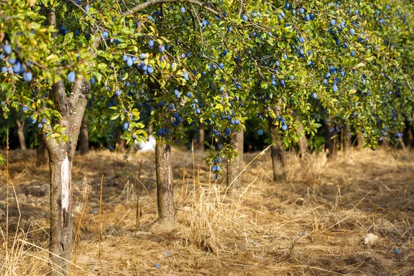 Árboles llenos de ciruelas azules — Foto de Stock