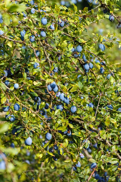 Arbres pleins de prunes bleues — Photo