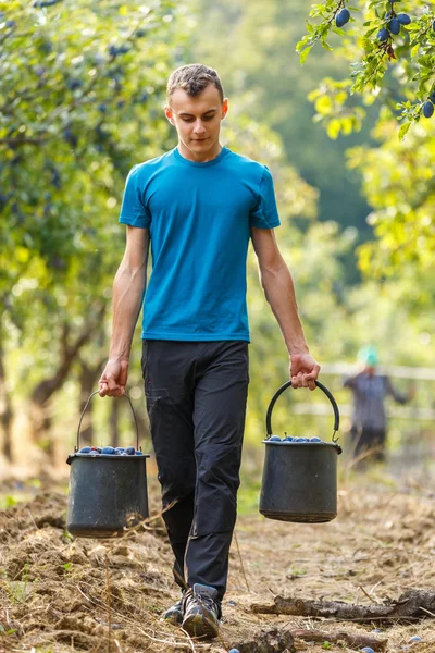 Jongen die emmers met blauwe pruimen — Stockfoto