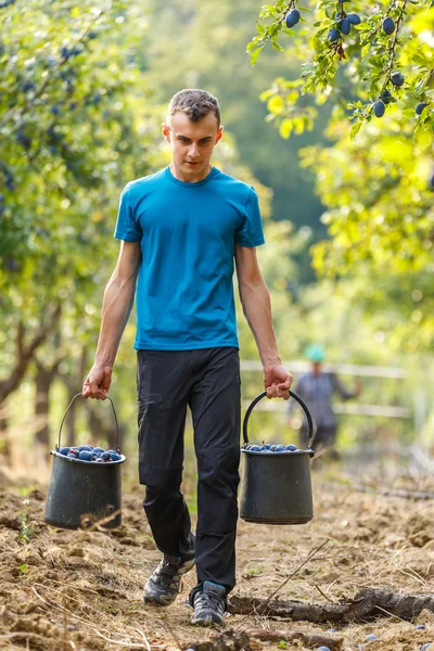 Menino carregando baldes com ameixas azuis — Fotografia de Stock