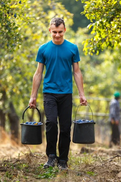 Pojke som bär hinkar med blå plommon — Stockfoto