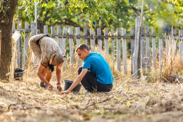 Viejo granjero y su nieto recogiendo ciruelas —  Fotos de Stock