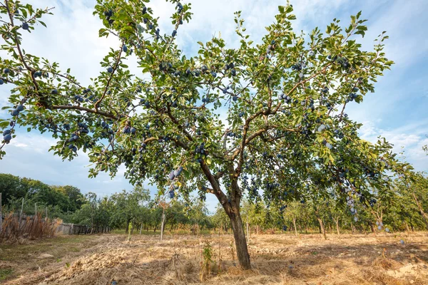 Árvores cheias de ameixas azuis — Fotografia de Stock