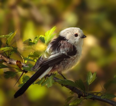 Uzun kuyruk baştankara tünemiş 