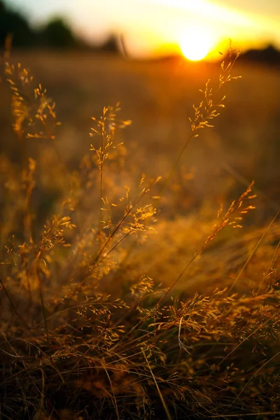 Bir çayır üzerinde günbatımı manzara — Stok fotoğraf