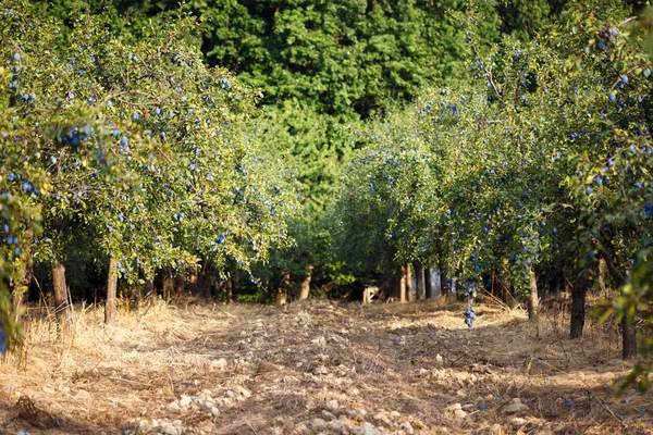 Blå plommon på landsbygden — Stockfoto