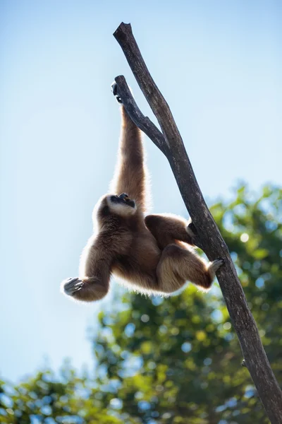 Gibbon legrační opice — Stock fotografie