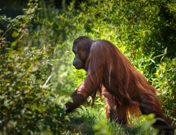 Young orangutan walking — Stock Photo, Image