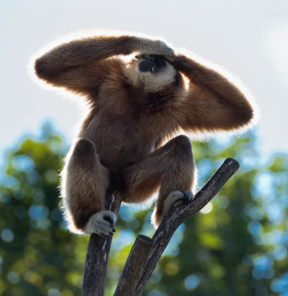 Смішні Гібон мавпи — стокове фото