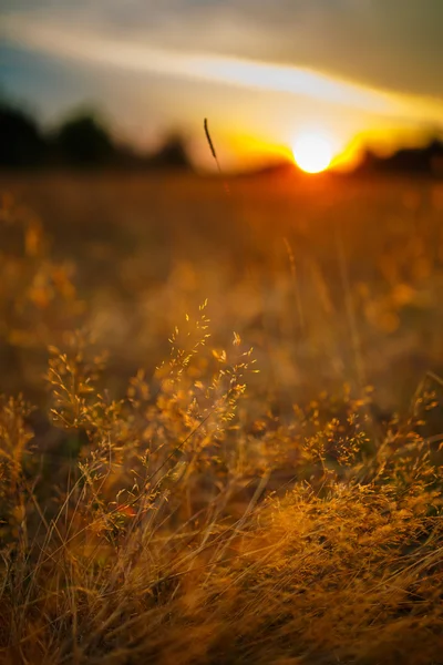 Bir çayır üzerinde günbatımı manzara — Stok fotoğraf