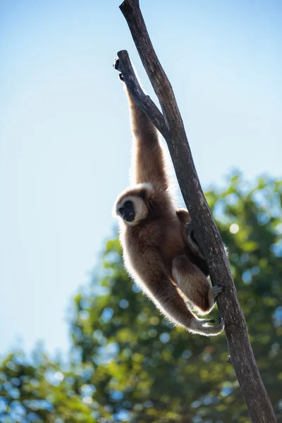 Drôle de singe gibbon Image En Vente