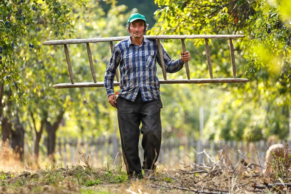 Agriculteur portant une échelle en bois Image En Vente