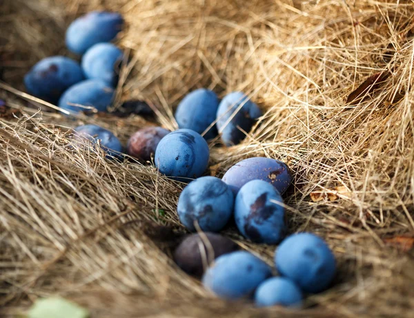 Fallen plums from the tree — Stock Photo, Image