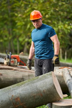 Güçlü oduncu onları testereyle kesmek için kütükleri itiyor ve çekiyor.