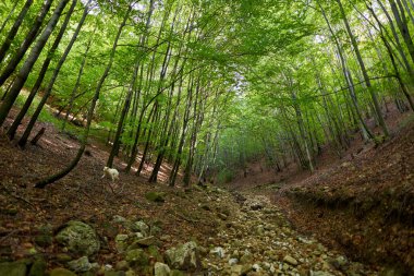 # Yürüyüş yolu olan kayın ormanları #