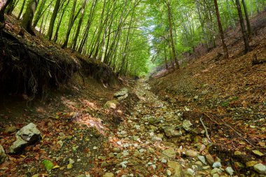 # Yürüyüş yolu olan kayın ormanları #