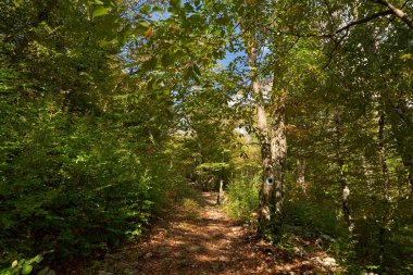 # Yürüyüş yolu olan kayın ormanları #