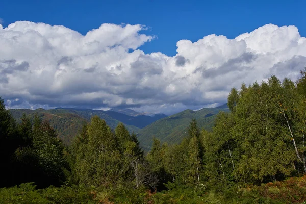 Floresta Decídua Com Trilha Pedestre Caminhadas — Fotografia de Stock