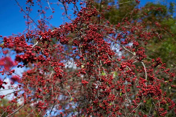 Hawthorn Bushes Ripe Fruits — Stock Photo, Image