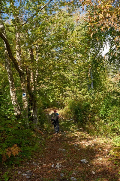 森の中で大規模なバックパックハイキングを持つ男 — ストック写真