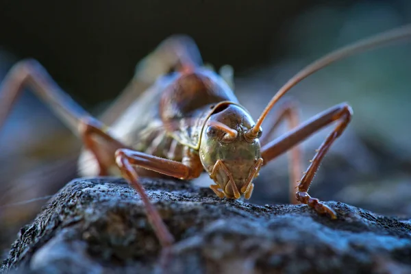 大蟋蟀在岩石上的巨怪 — 图库照片