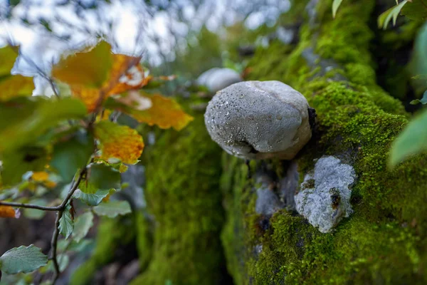 Champignon Amadou Caduc Poussant Sur Écorce Arbre — Photo