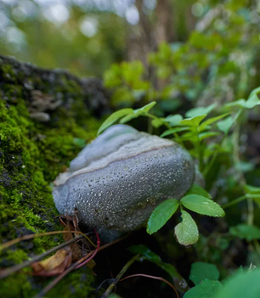 Hojalata Caduca Que Crece Sobre Corteza Del Árbol — Foto de Stock