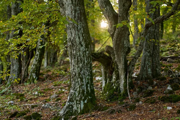 Bukový Les Polovině Podzimního Času — Stock fotografie