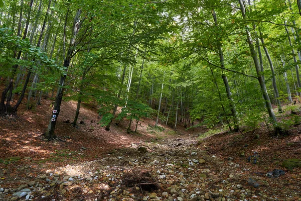 Beukenbos Met Wandelpad Doorheen — Stockfoto