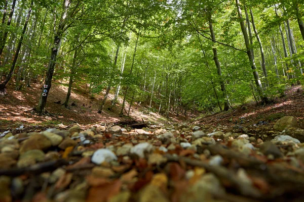 Bosque Hayas Con Sendero Que Atraviesa — Foto de Stock