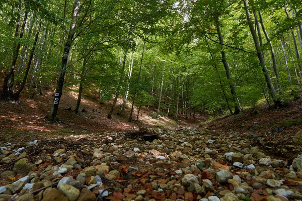 Beukenbos Met Wandelpad Doorheen — Stockfoto