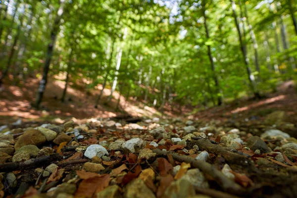 Буковий Ліс Пішохідною Стежкою Проходить Через Нього — стокове фото